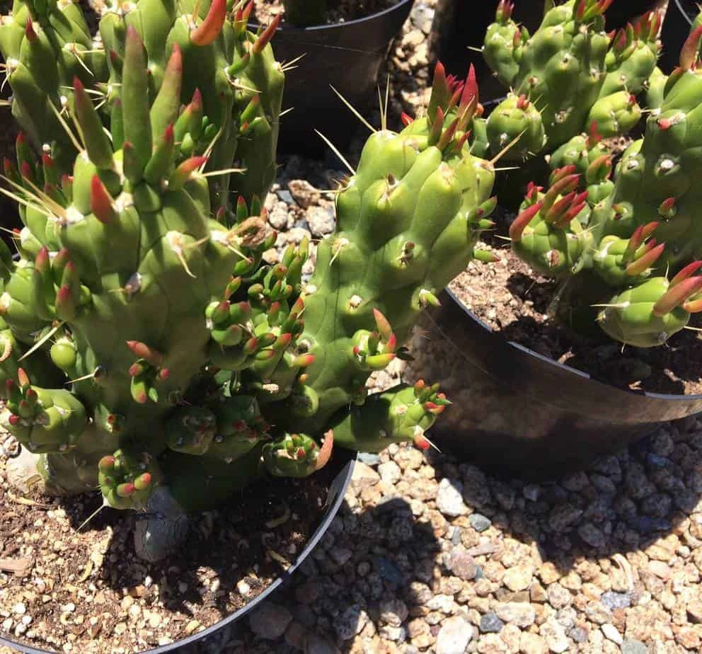Cactus Plant Mature Opuntia Gumbi. A Very Different Cactus With Bright Orange Growth - Image 8