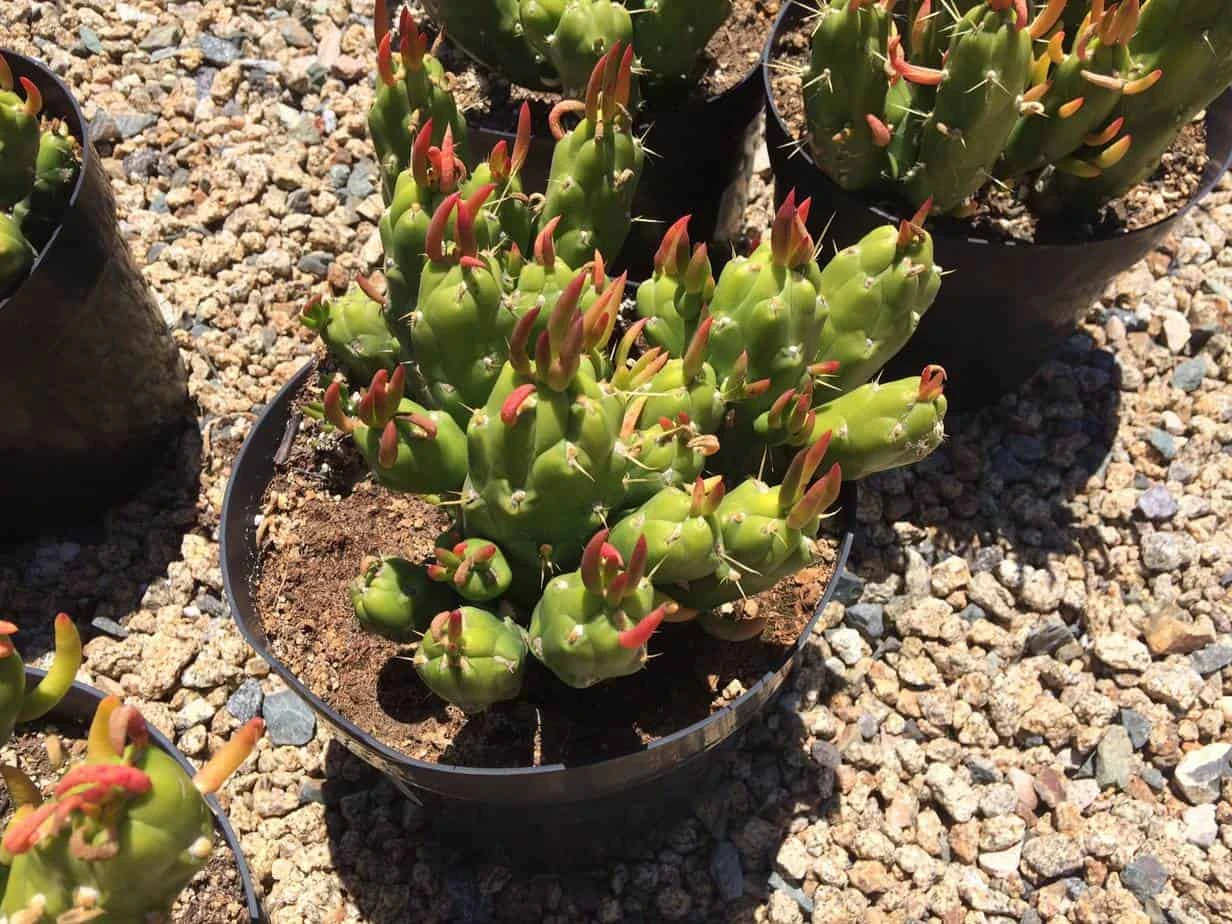 Cactus Plant Mature Opuntia Gumbi. A Very Different Cactus With Bright Orange Growth - Image 4