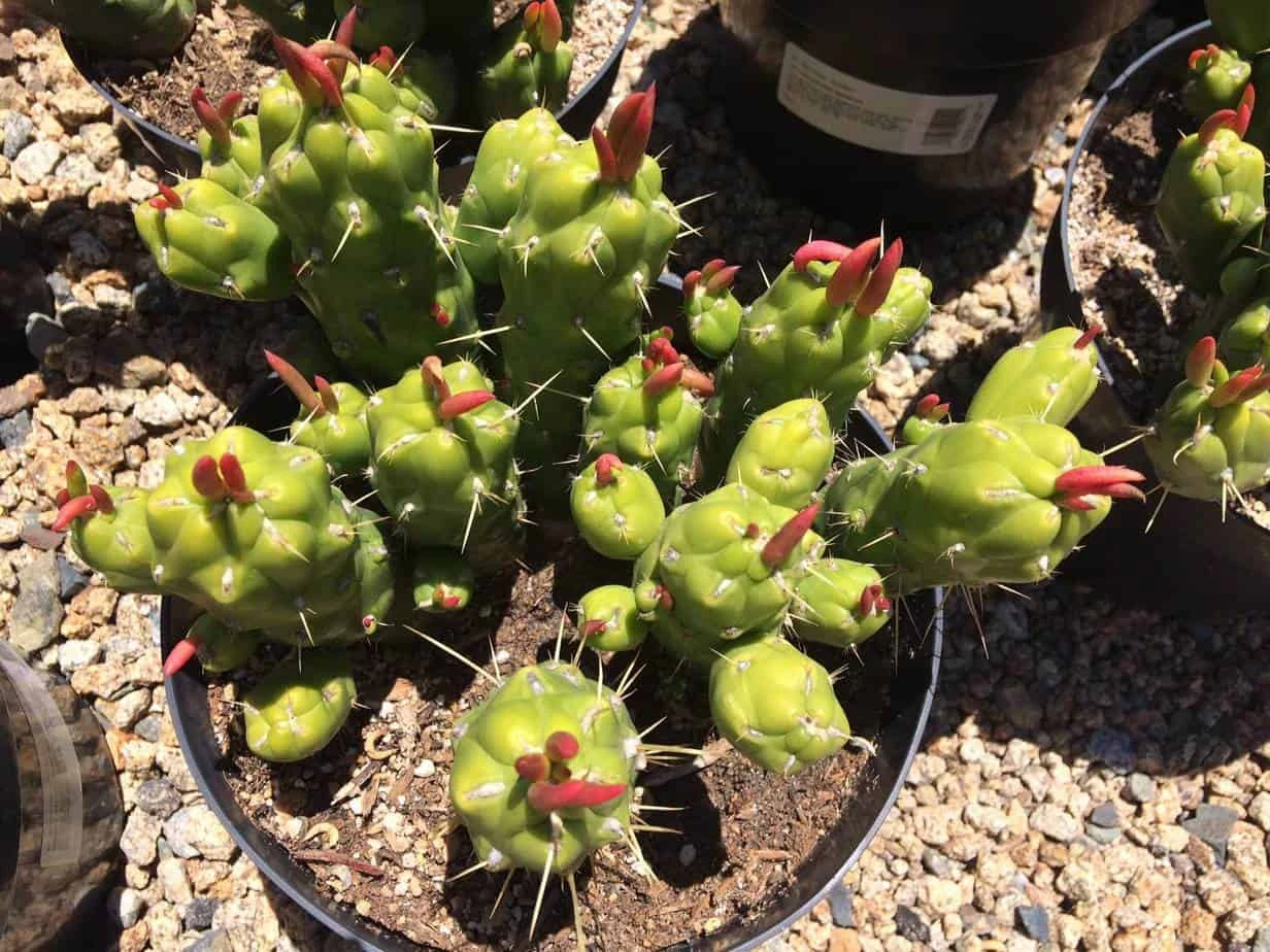 Cactus Plant Mature Opuntia Gumbi. A Very Different Cactus With Bright Orange Growth - Image 3