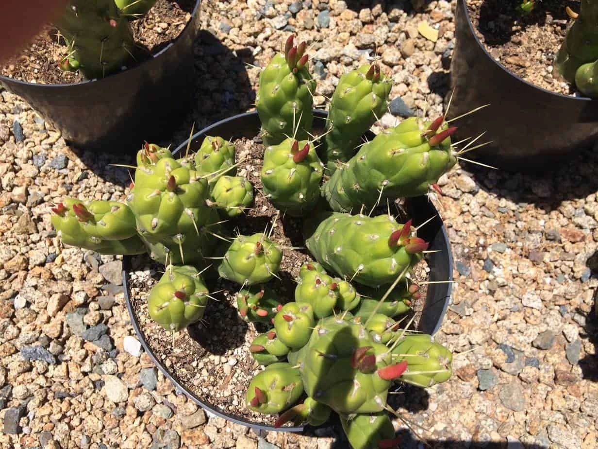 Cactus Plant Mature Opuntia Gumbi. A Very Different Cactus With Bright Orange Growth - Image 6
