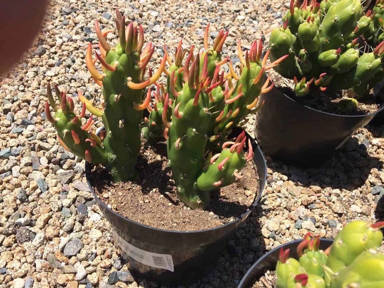 Cactus Plant Mature Opuntia Gumbi. A Very Different Cactus With Bright Orange Growth - Image 2
