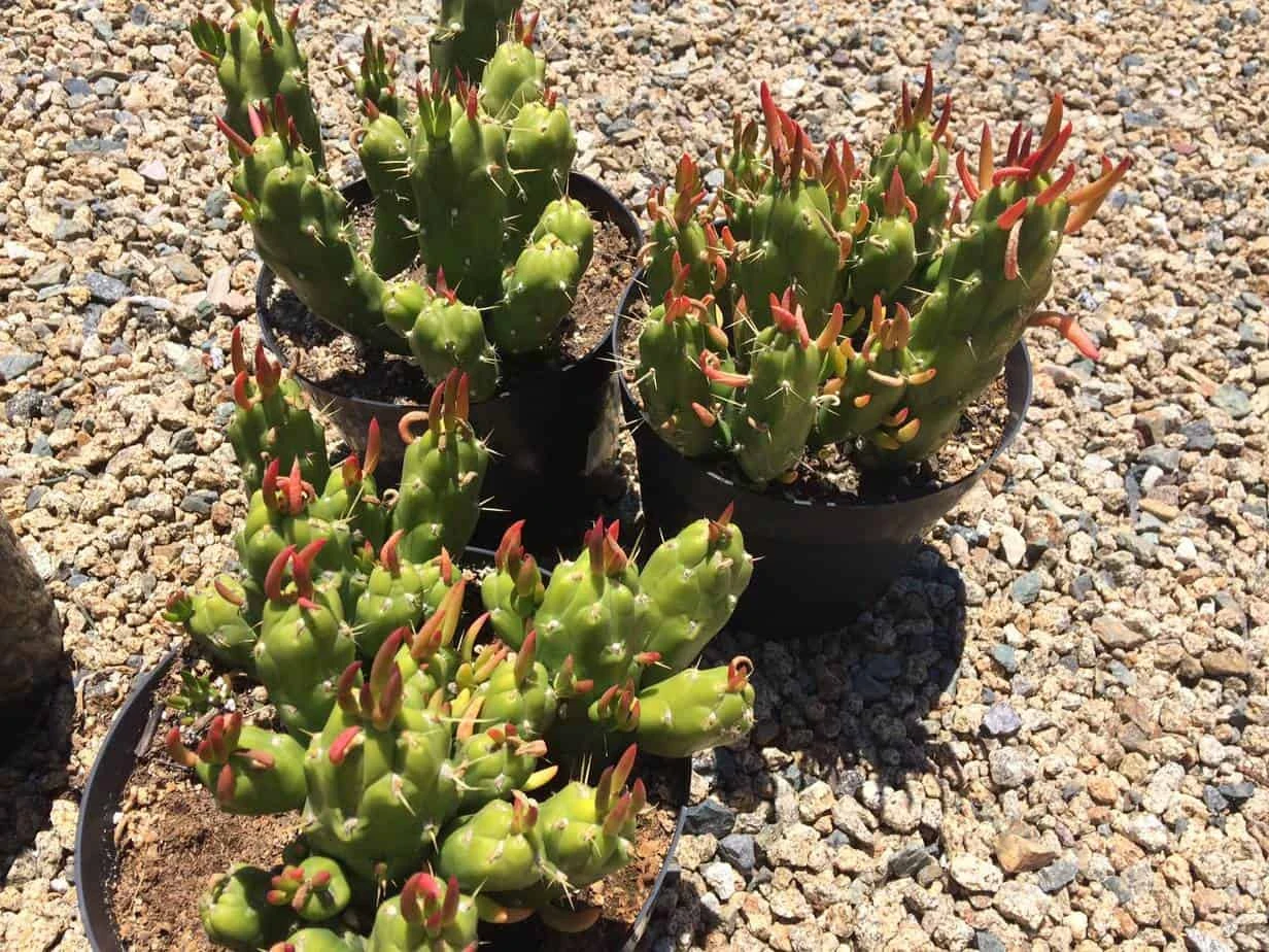 Cactus Plant Mature Opuntia Gumbi. A Very Different Cactus With Bright Orange Growth - Image 9