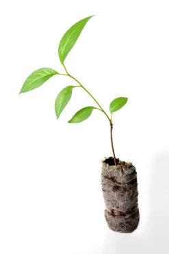 TreesAgain Osage Orange Tree - Maclura Pomifera - 3 Starter Plugs