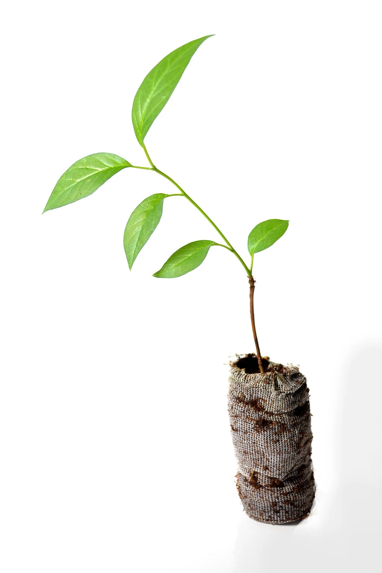 TreesAgain Osage Orange Tree - Maclura Pomifera - 3 Starter Plugs