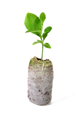 TreesAgain Lemon Trees - Eureka "Four Seasons" 3 Starter Plugs