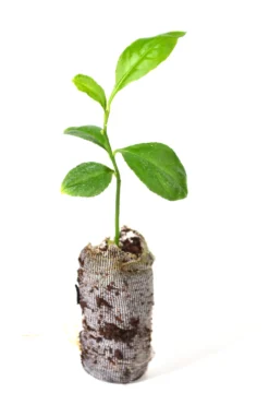 TreesAgain Etrog Citron Trees - Citrus Medica - 3 Starter Plugs