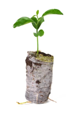 TreesAgain Valencia Orange Tree - Citrus Sinensis - 3 Starter Plugs