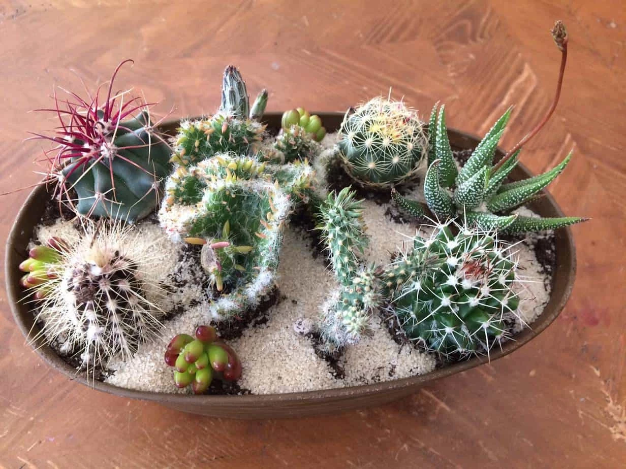 Large Cactus DIY With Tan Oval Designed Tin And Soil. - Image 4