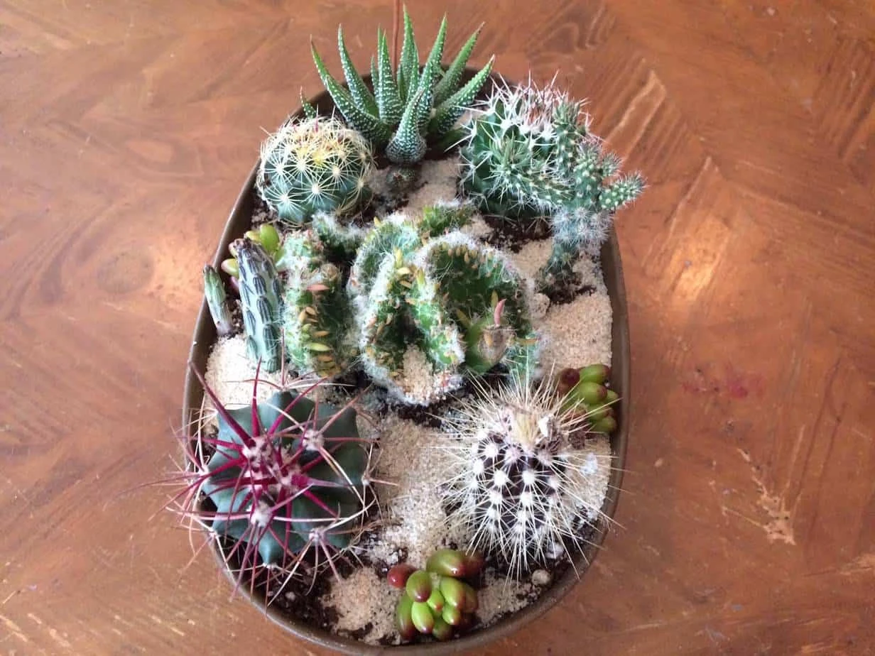 Large Cactus DIY With Tan Oval Designed Tin And Soil. - Image 6