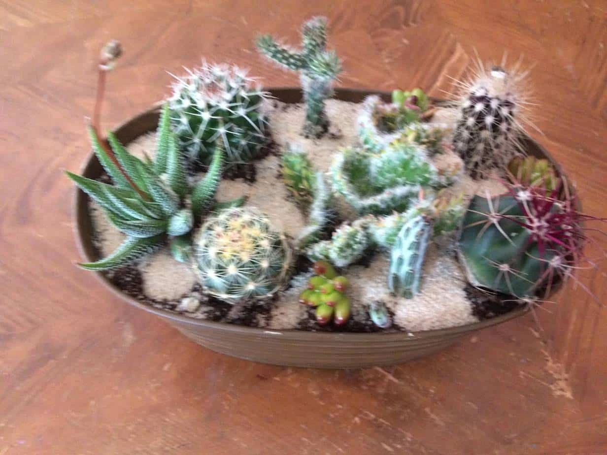 Large Cactus DIY With Tan Oval Designed Tin And Soil. - Image 9