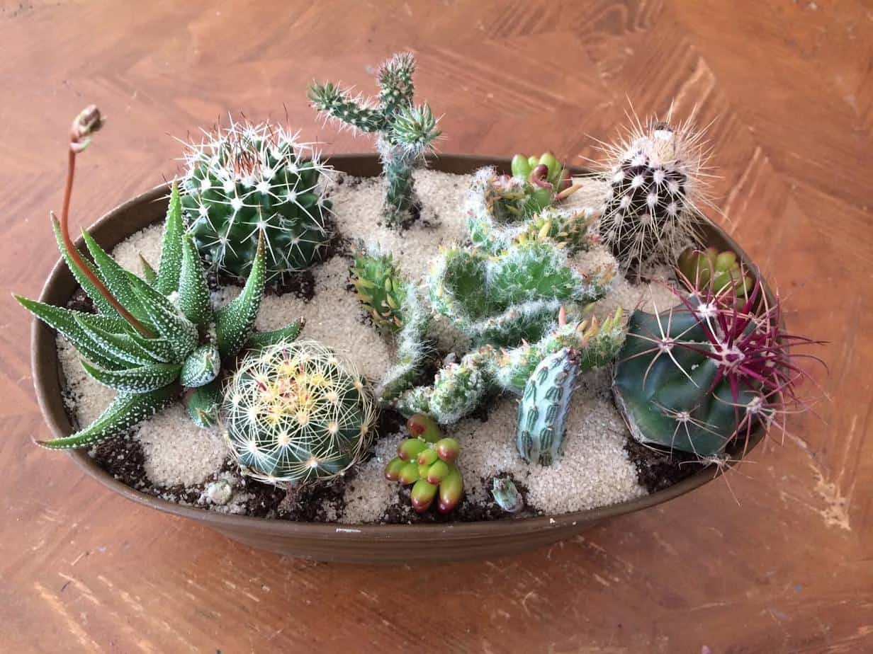 Large Cactus DIY With Tan Oval Designed Tin And Soil. - Image 3