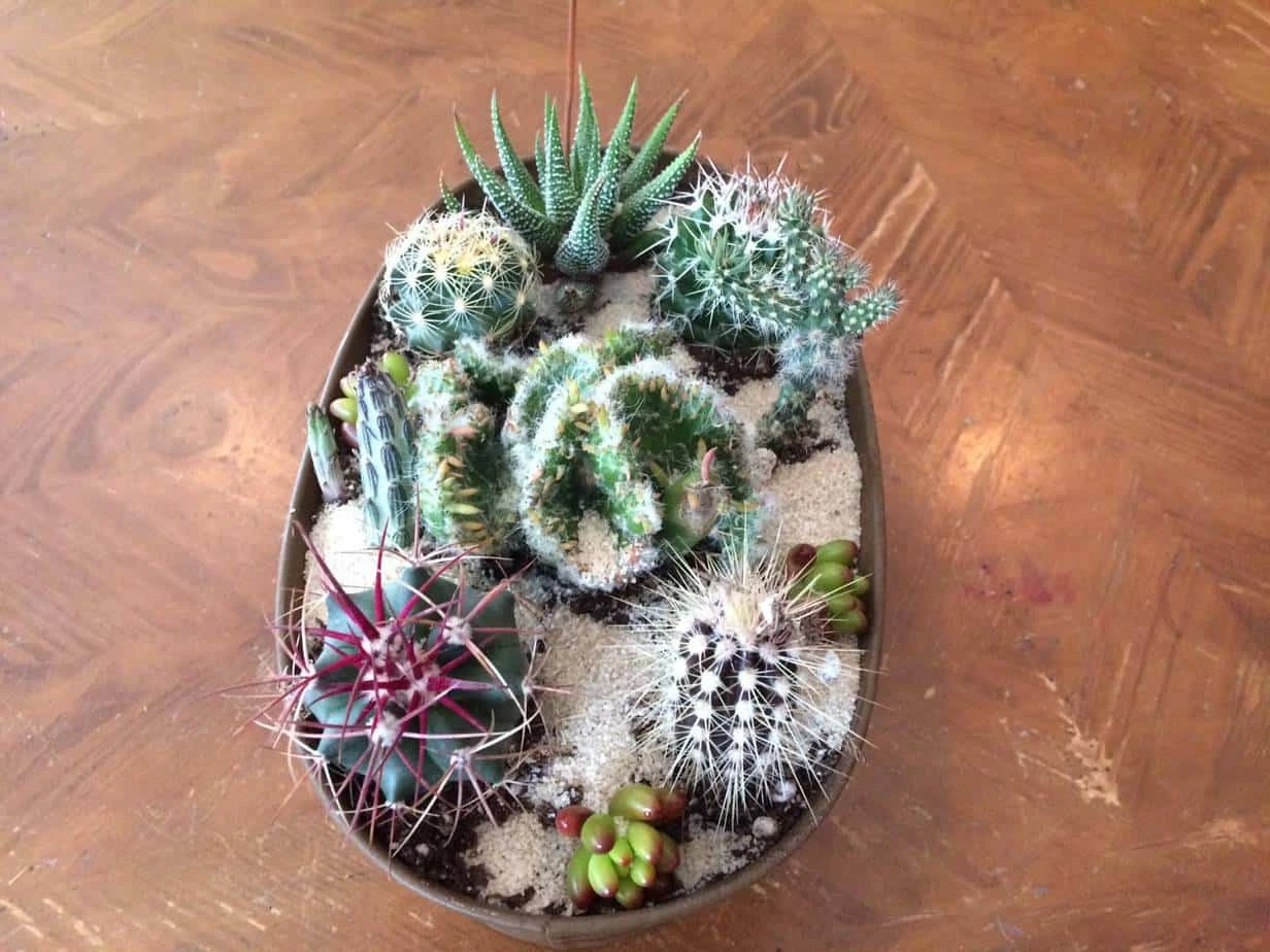 Large Cactus DIY With Tan Oval Designed Tin And Soil. - Image 7