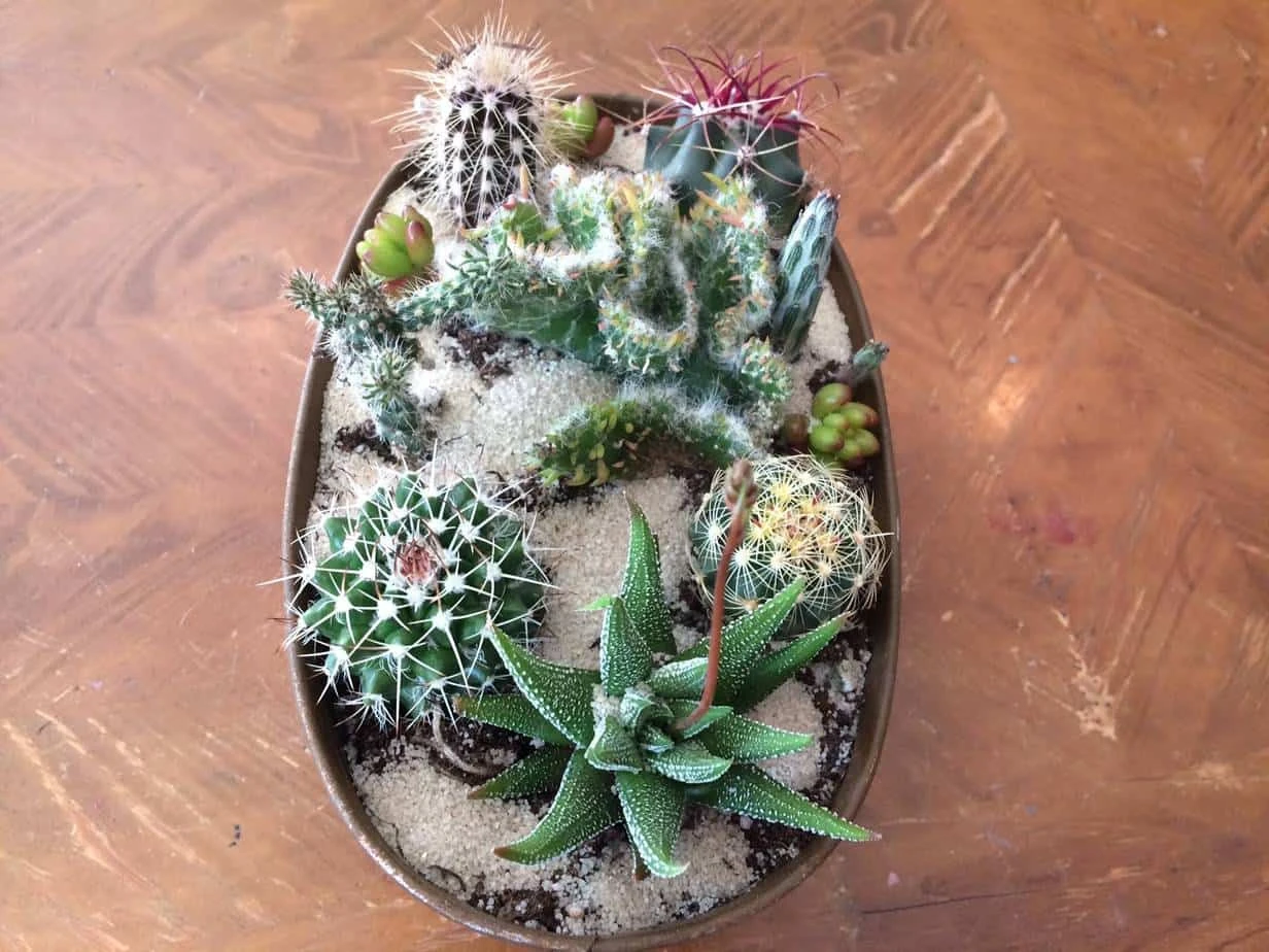 Large Cactus DIY With Tan Oval Designed Tin And Soil. - Image 8