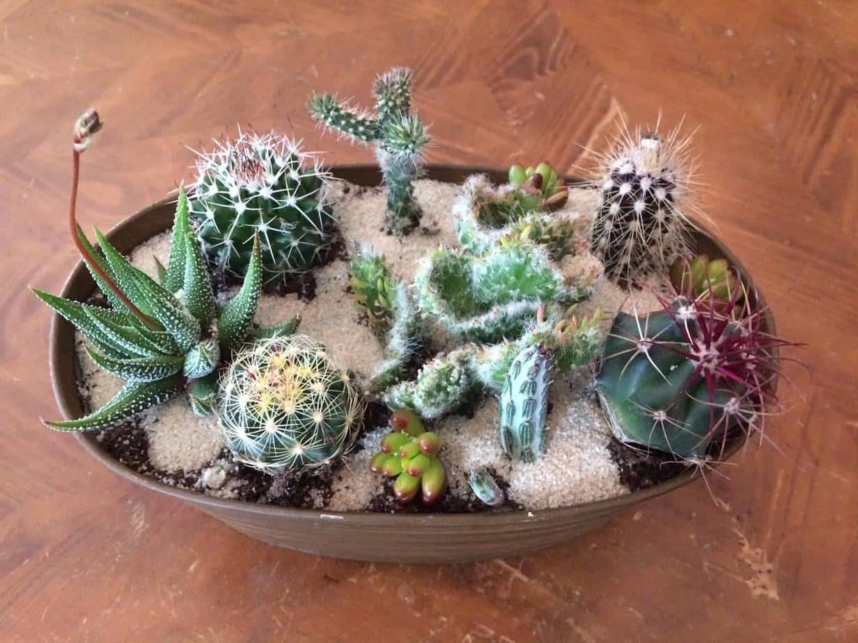 Large Cactus DIY With Tan Oval Designed Tin And Soil. - Image 2