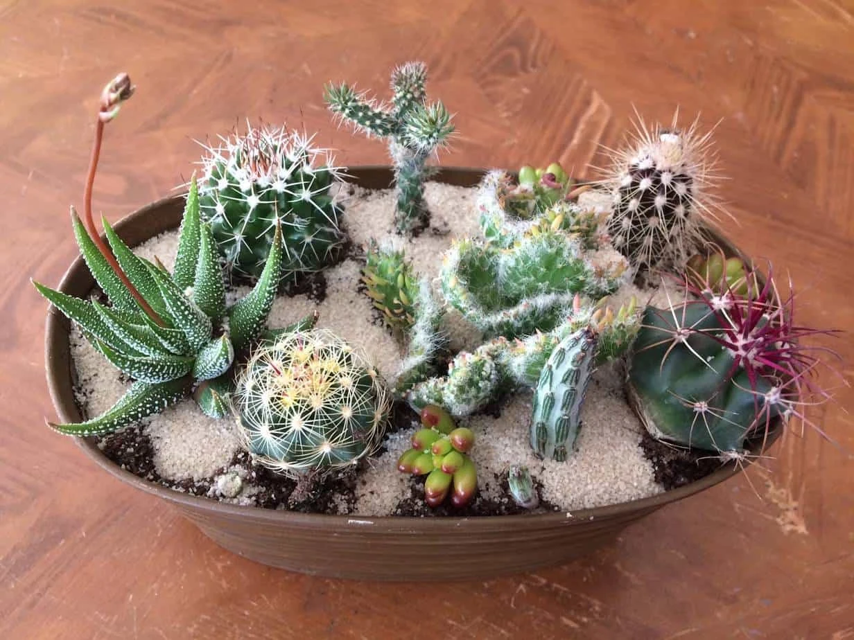 Large Cactus DIY With Tan Oval Designed Tin And Soil.