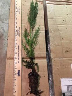 Giant Sequoia XL-JUMBO Size 18-24 Inch Tall Seedling, Great For Bonsai!