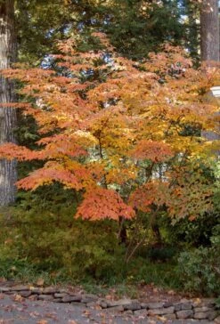 Kousa Dogwood Tree Seedling