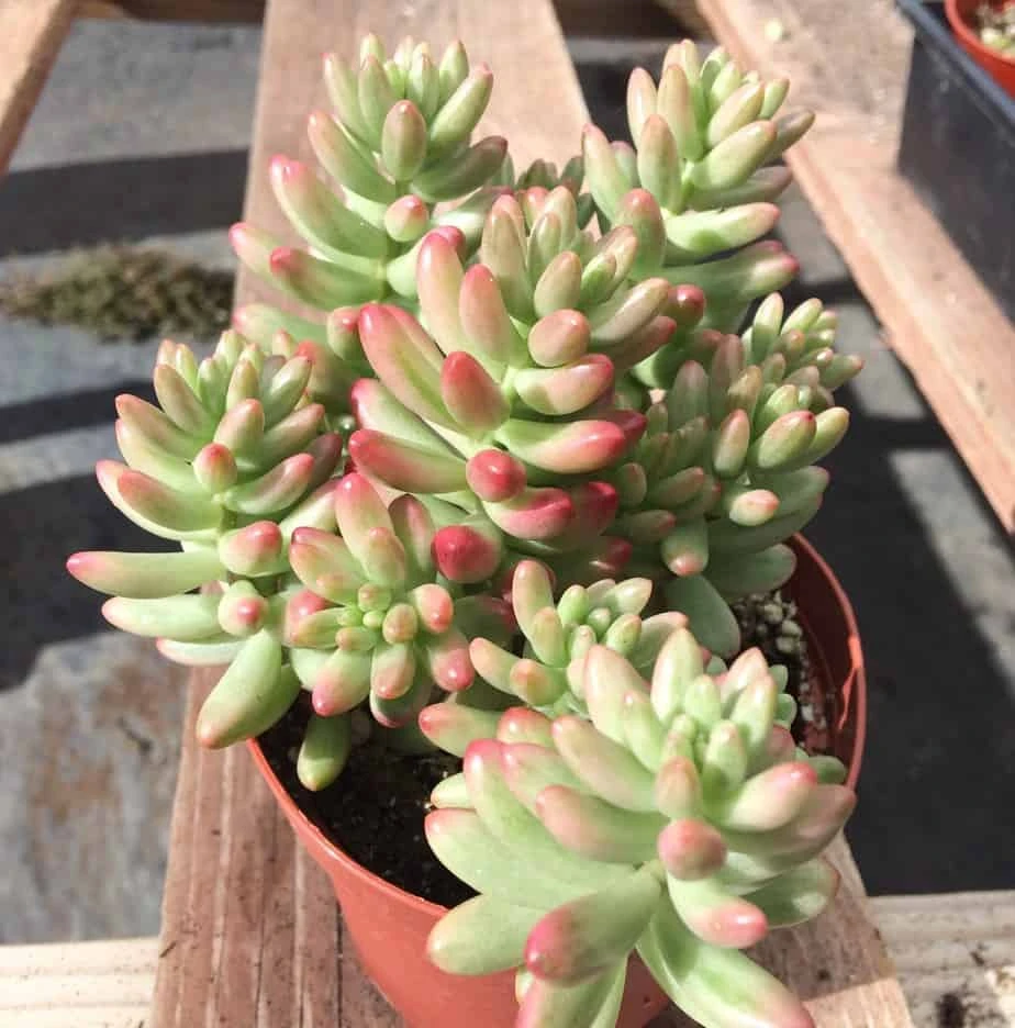 Medium Sedum Aurora Also Known As Jelly Beans - Image 7