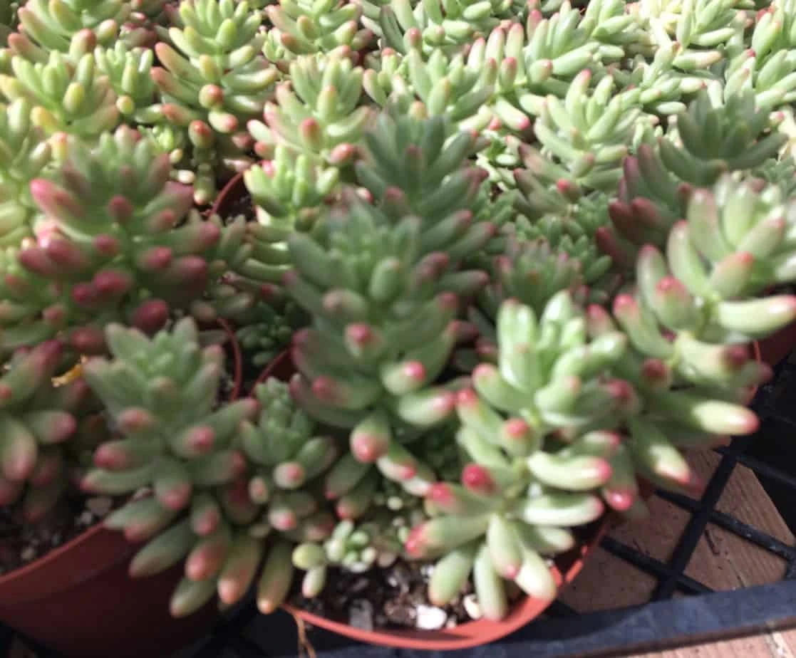 Medium Sedum Aurora Also Known As Jelly Beans - Image 4
