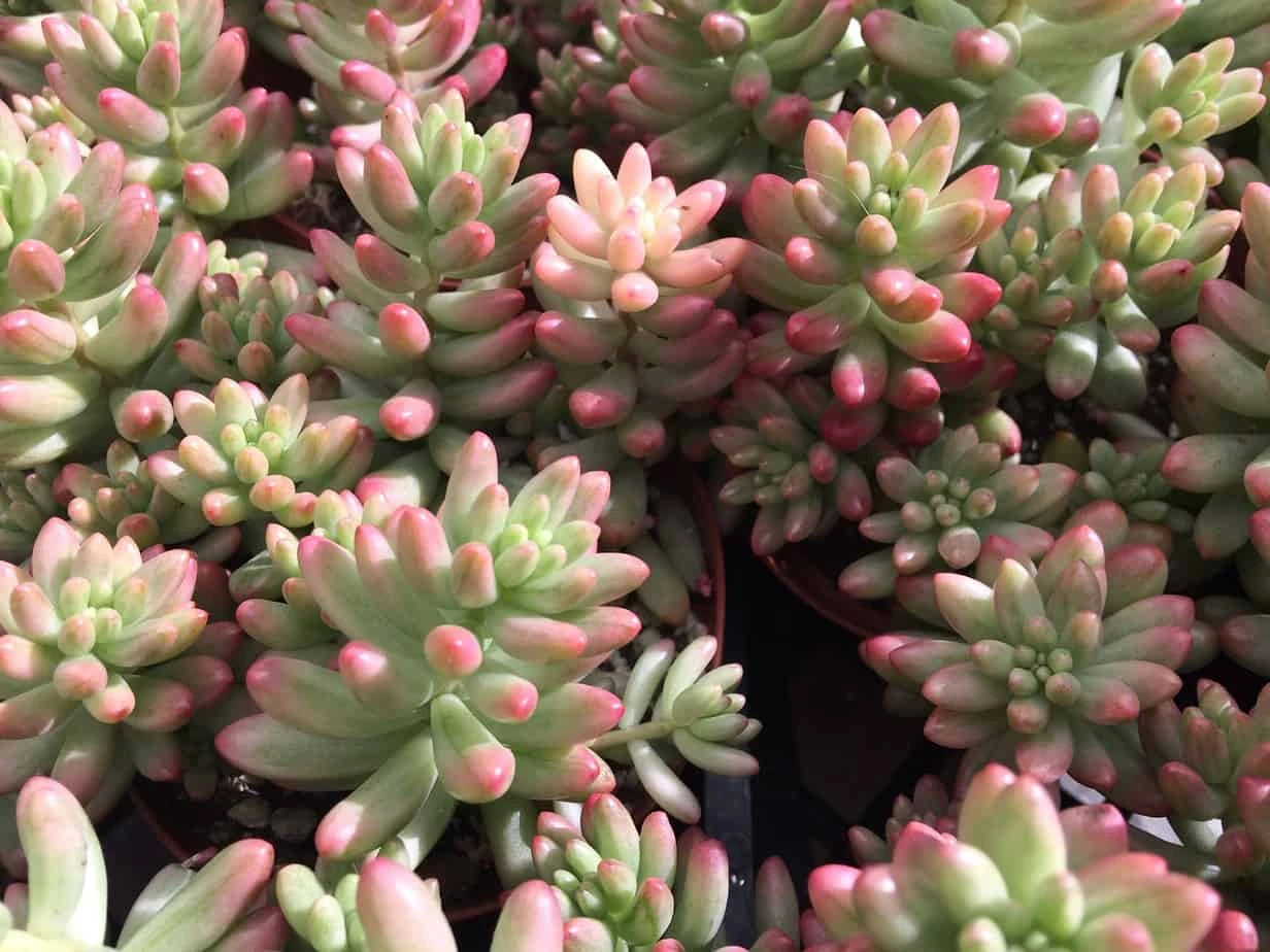 Medium Sedum Aurora Also Known As Jelly Beans