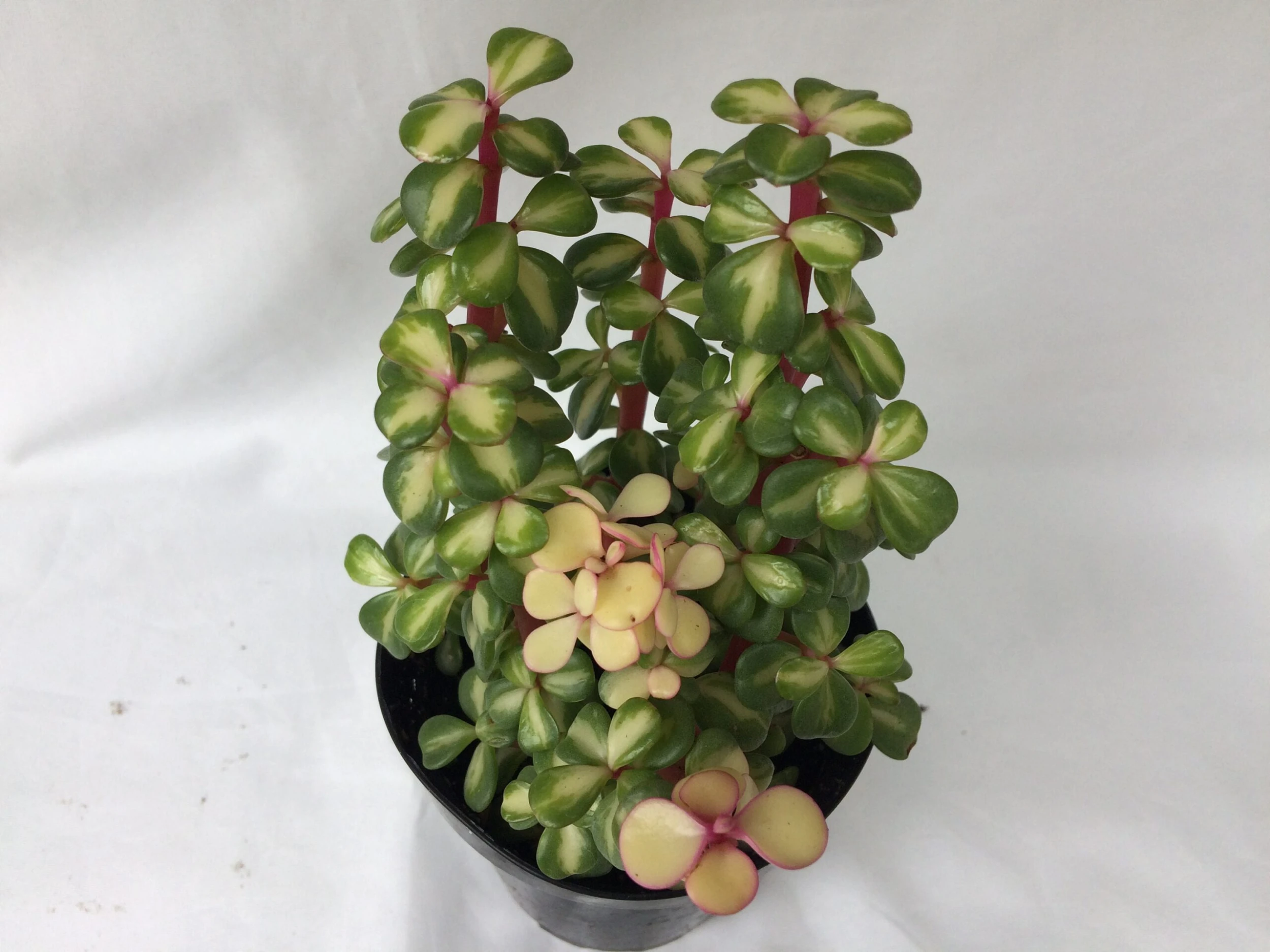 Medium Succulent Plant - Portulacaria Afra Medio-Picta Is A Beautifully Colored Succulent. - Image 5