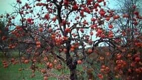 Persimmon Tree Seedling (American) Seedling - Image 6