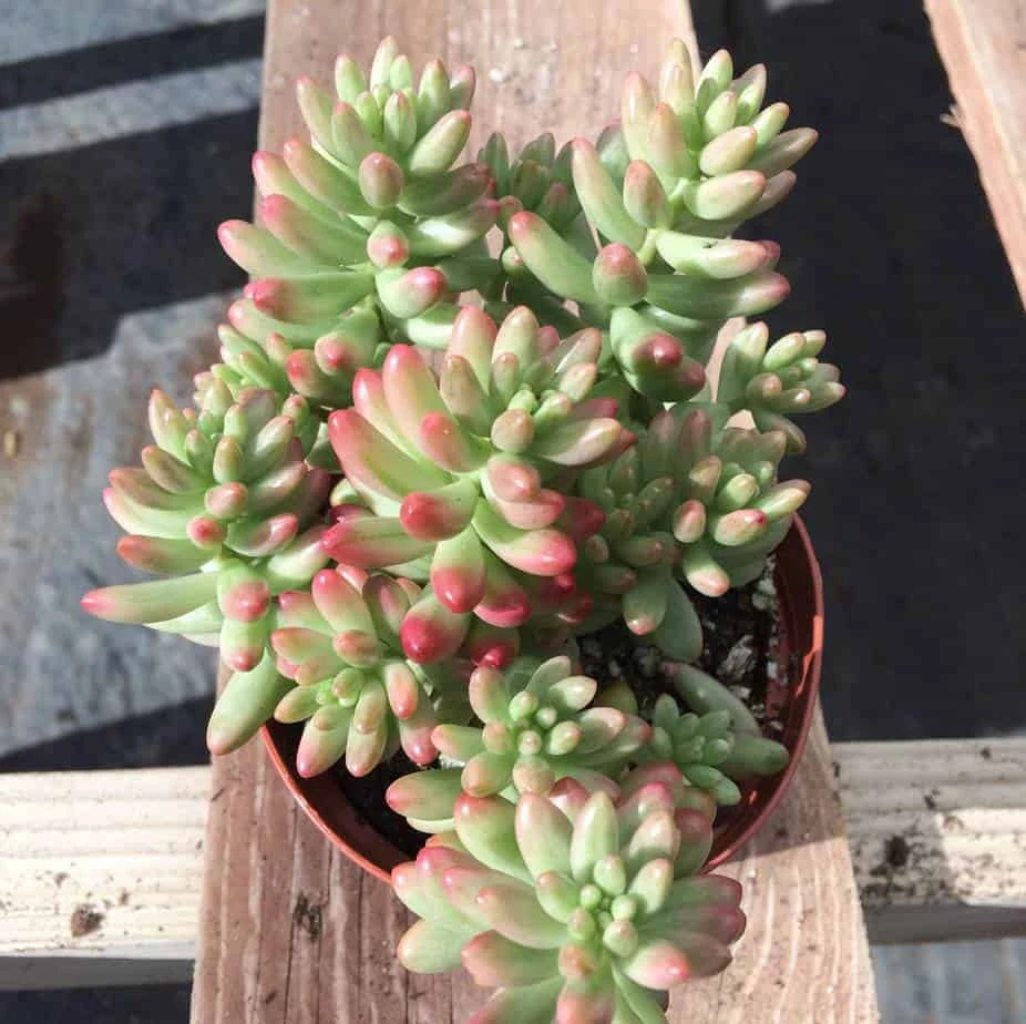 Medium Sedum Aurora Also Known As Jelly Beans - Image 8