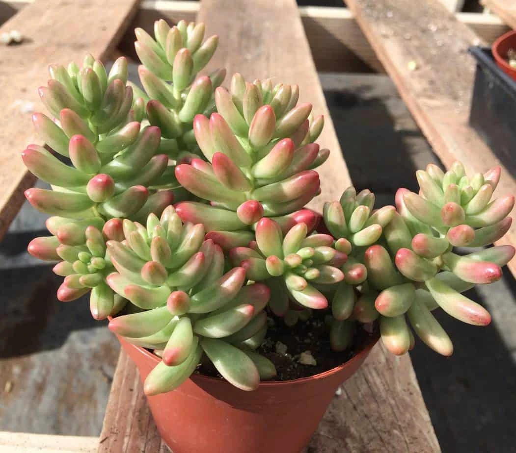 Medium Sedum Aurora Also Known As Jelly Beans - Image 9