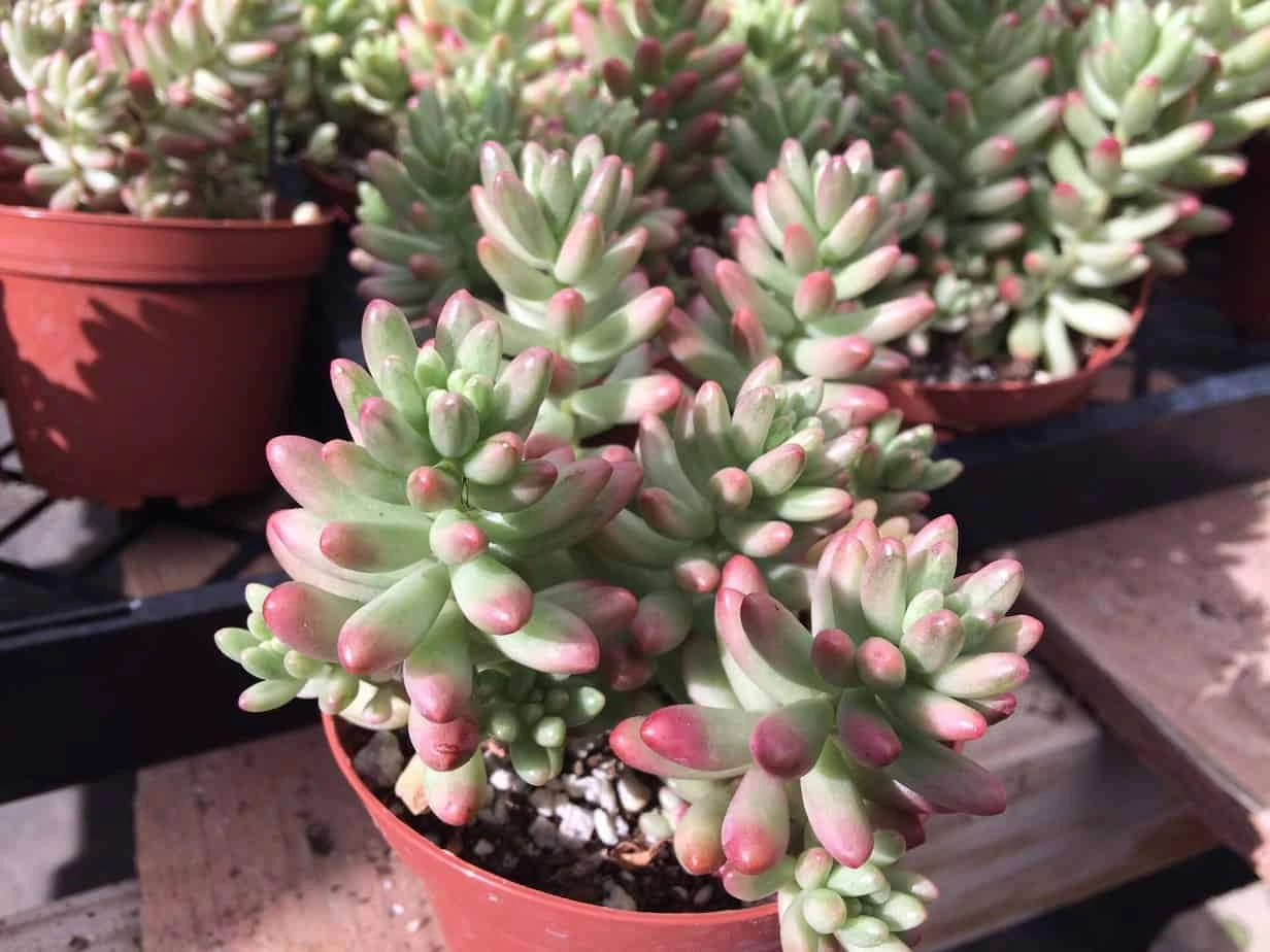 Medium Sedum Aurora Also Known As Jelly Beans - Image 6