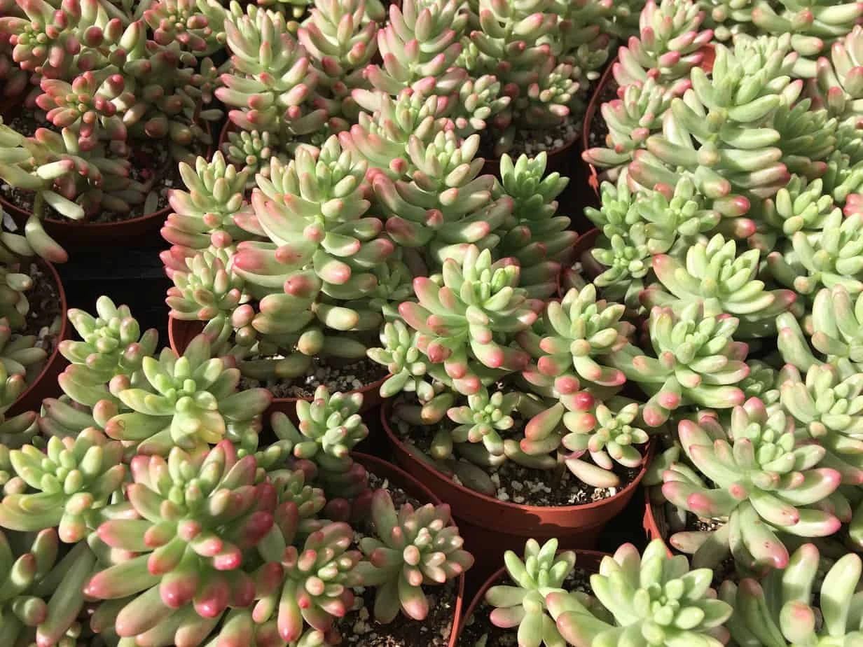 Medium Sedum Aurora Also Known As Jelly Beans - Image 5