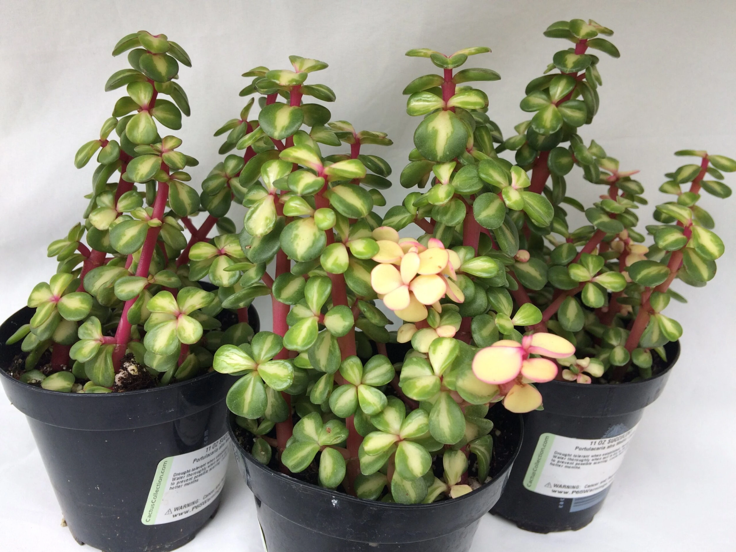 Medium Succulent Plant - Portulacaria Afra Medio-Picta Is A Beautifully Colored Succulent.