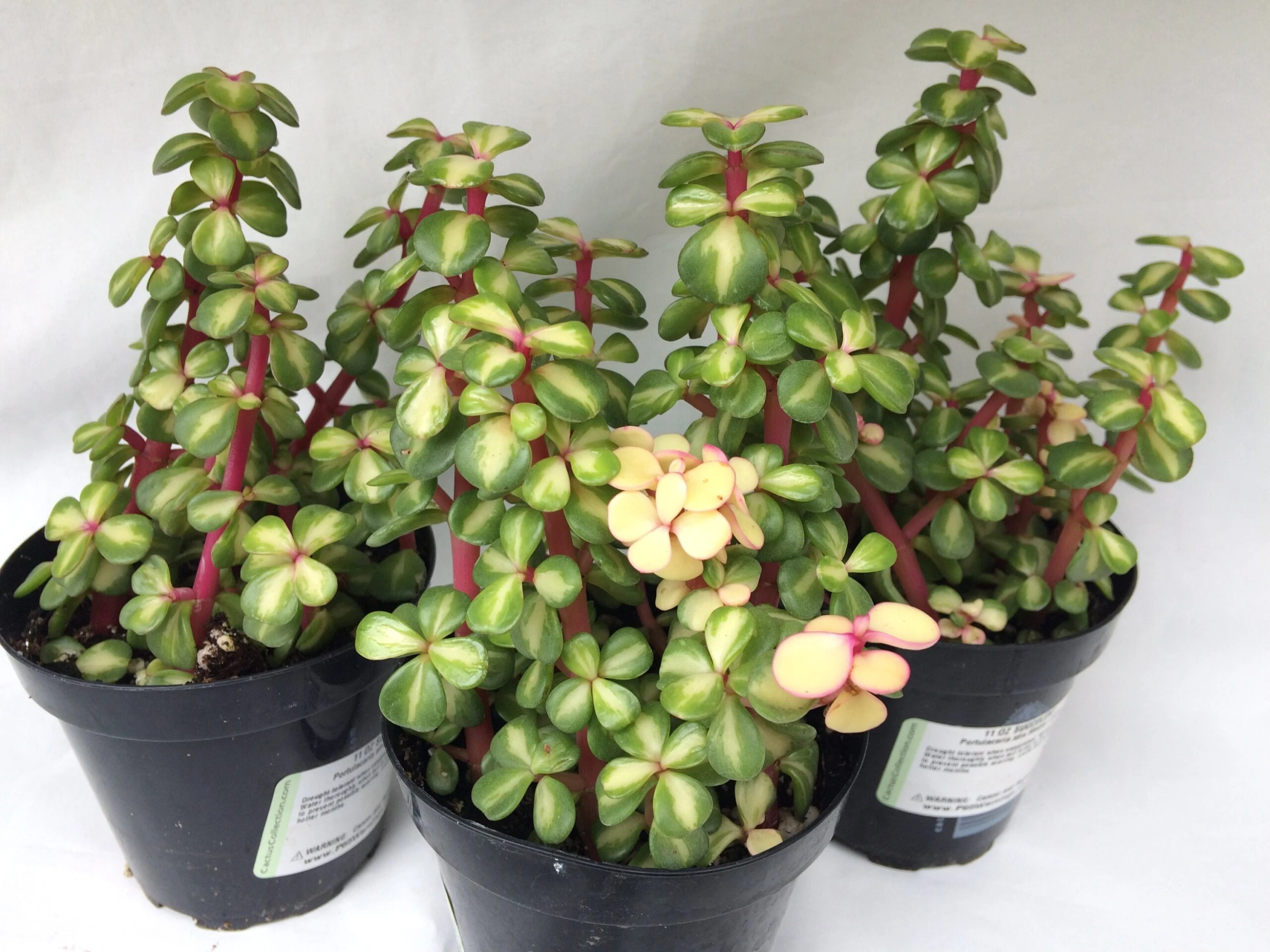 Medium Succulent Plant - Portulacaria Afra Medio-Picta Is A Beautifully Colored Succulent. - Image 2