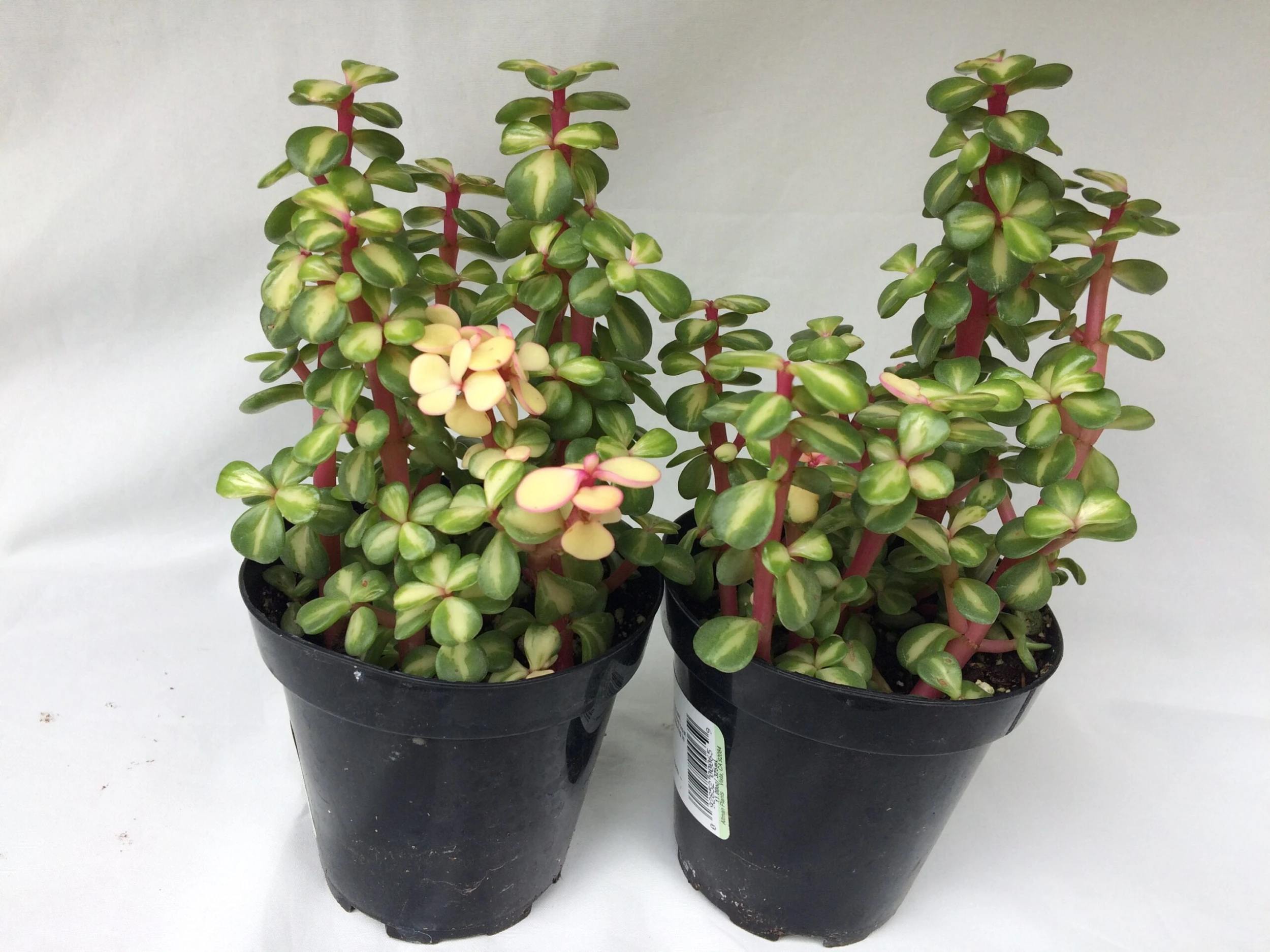 Medium Succulent Plant - Portulacaria Afra Medio-Picta Is A Beautifully Colored Succulent. - Image 3