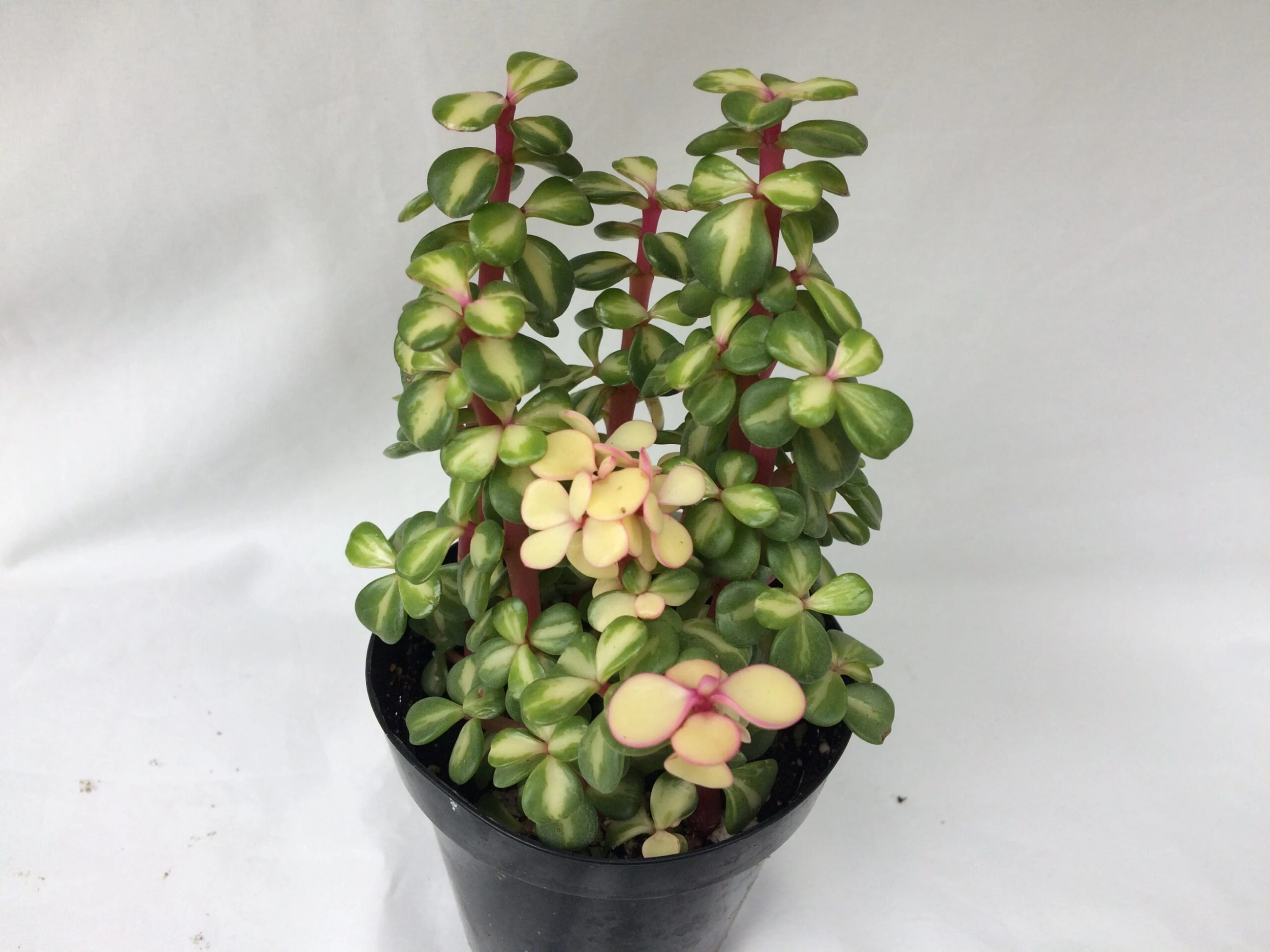 Medium Succulent Plant - Portulacaria Afra Medio-Picta Is A Beautifully Colored Succulent. - Image 4