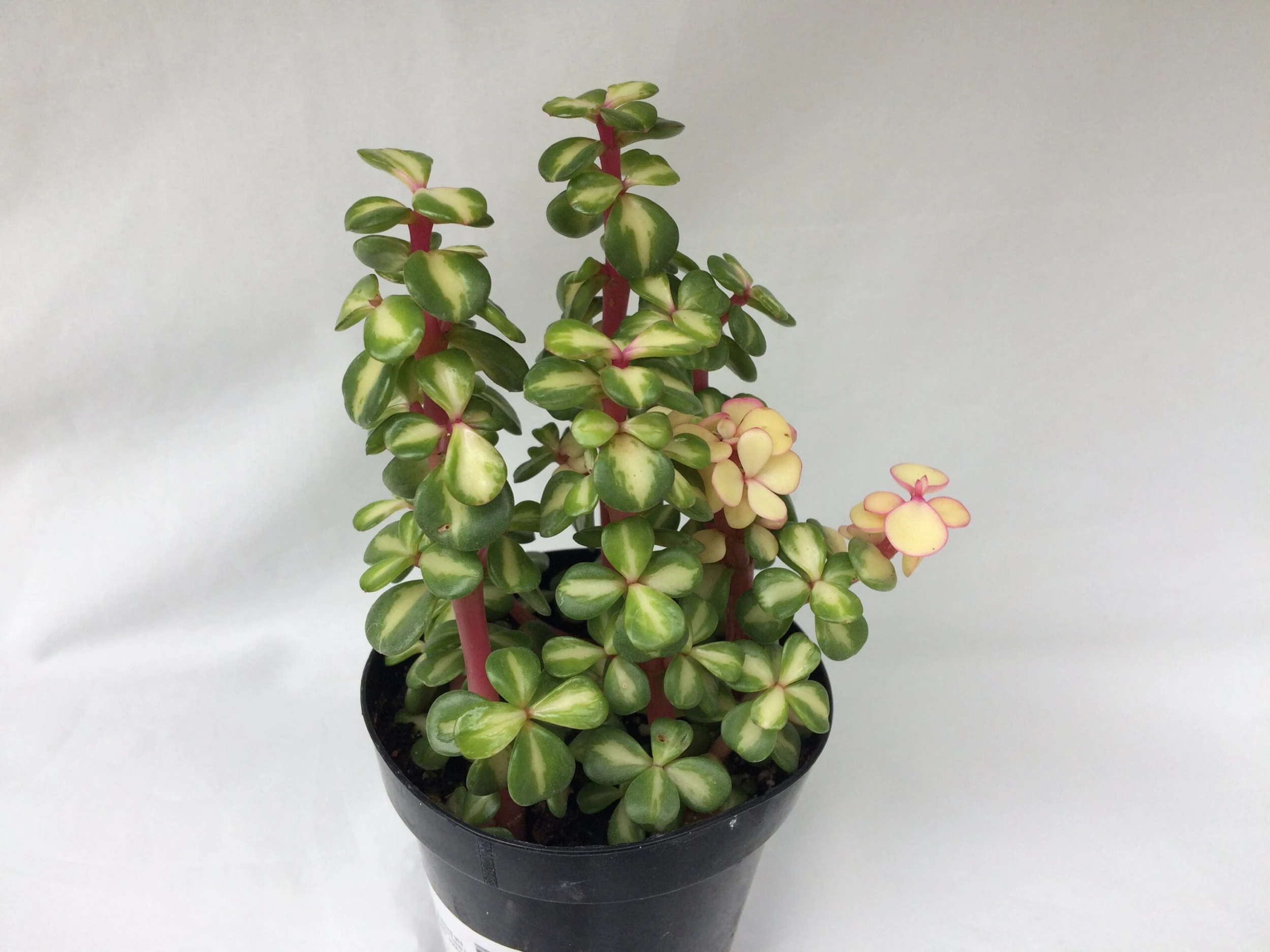 Medium Succulent Plant - Portulacaria Afra Medio-Picta Is A Beautifully Colored Succulent. - Image 7