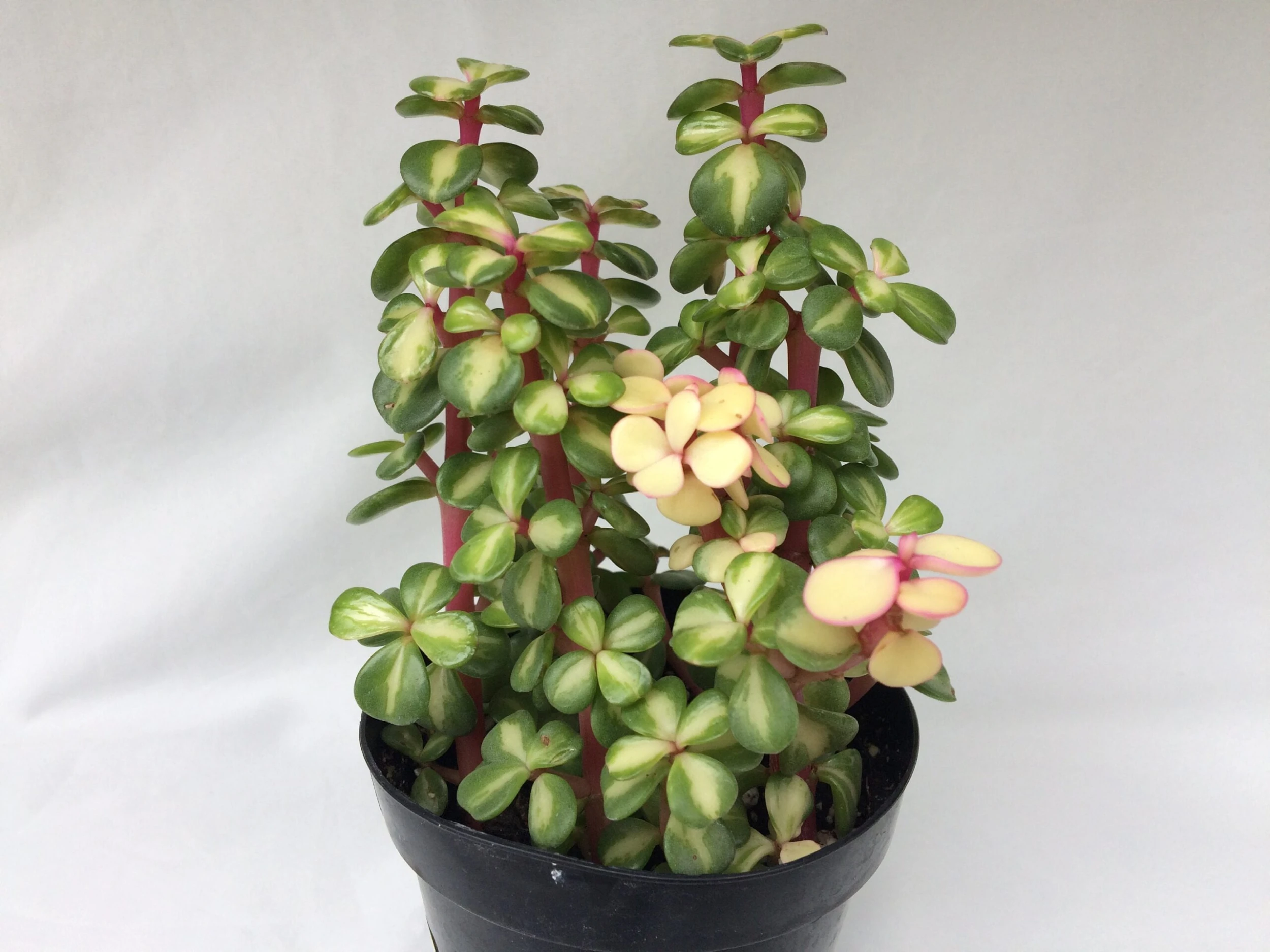 Medium Succulent Plant - Portulacaria Afra Medio-Picta Is A Beautifully Colored Succulent. - Image 8