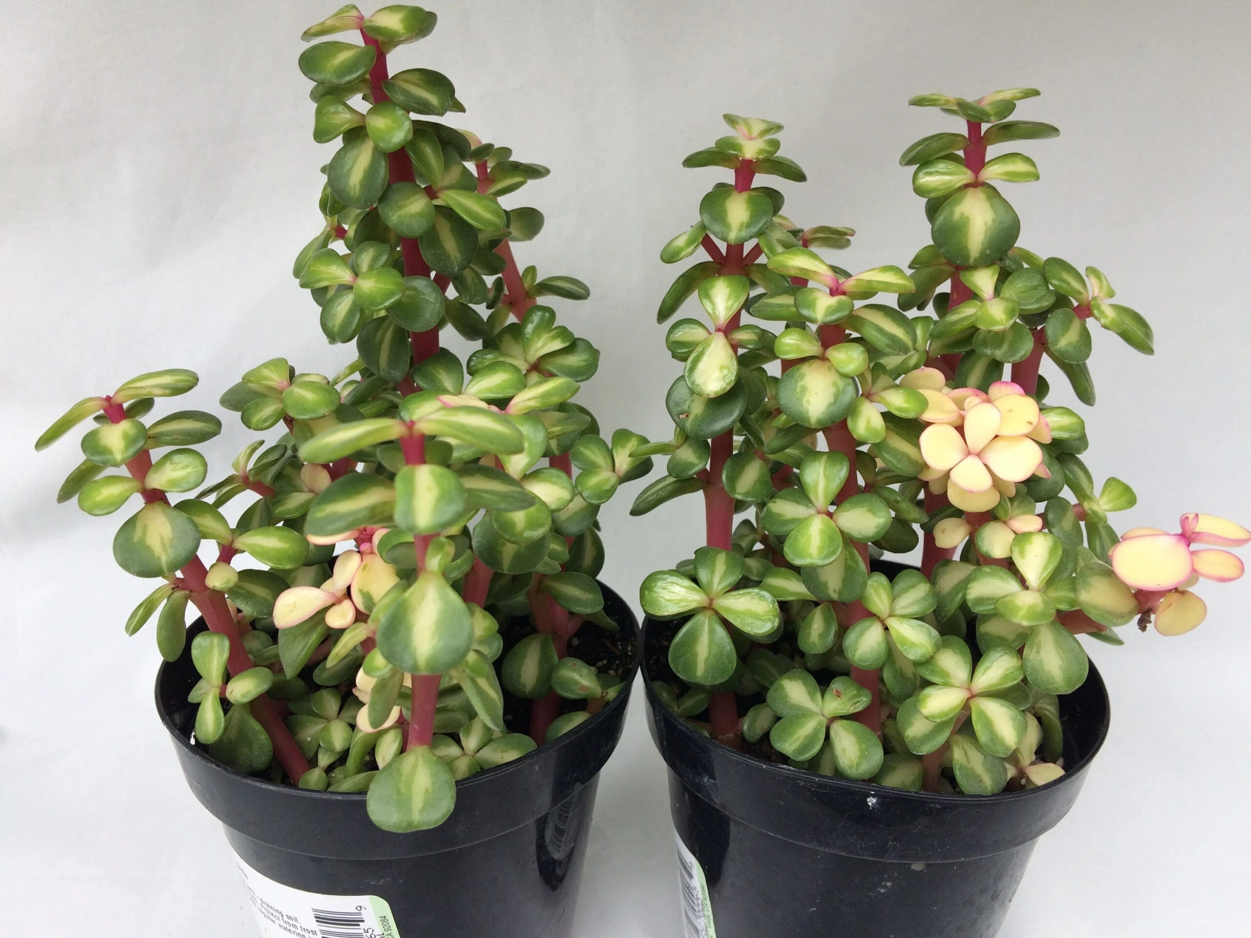 Medium Succulent Plant - Portulacaria Afra Medio-Picta Is A Beautifully Colored Succulent. - Image 9