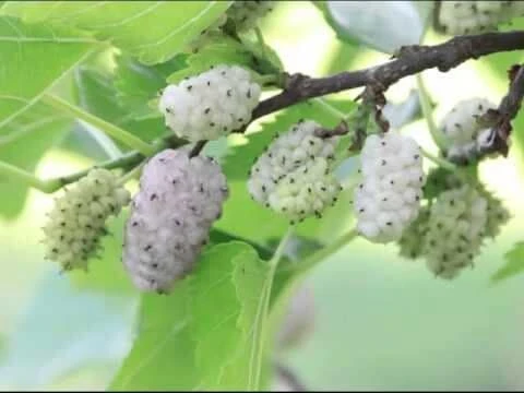 White Mulberry Tree - Image 4