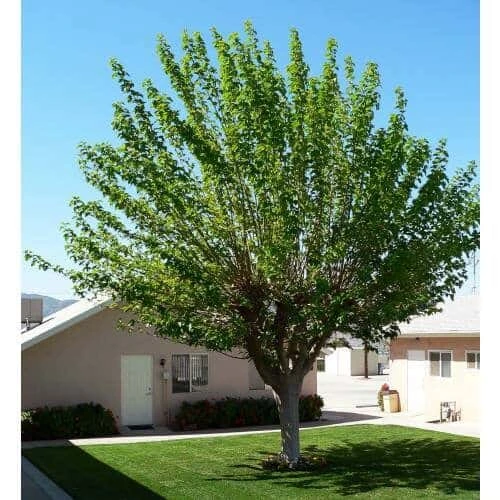White Mulberry Tree - Image 5