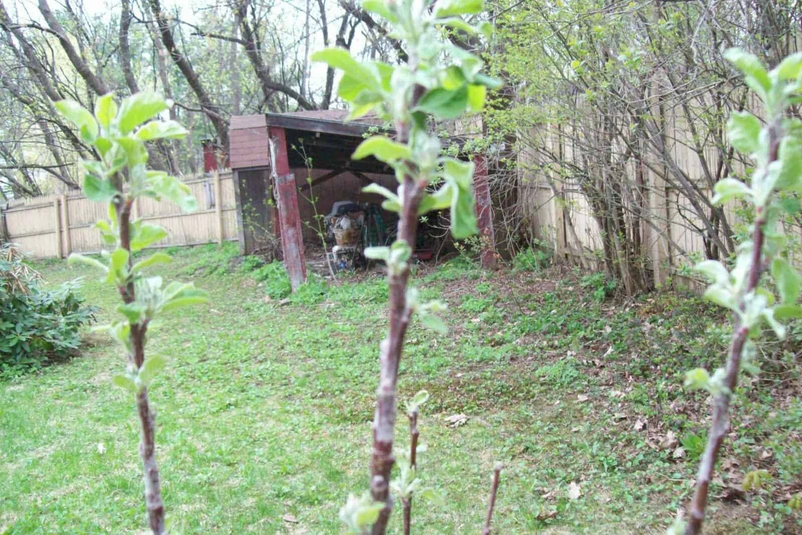 Red Delicious Apple Tree Seedling - Image 4