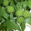 Sweetgum Tree