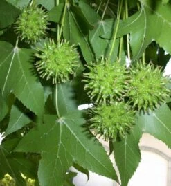 Sweetgum Tree