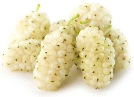 White Mulberry Tree - Image 2