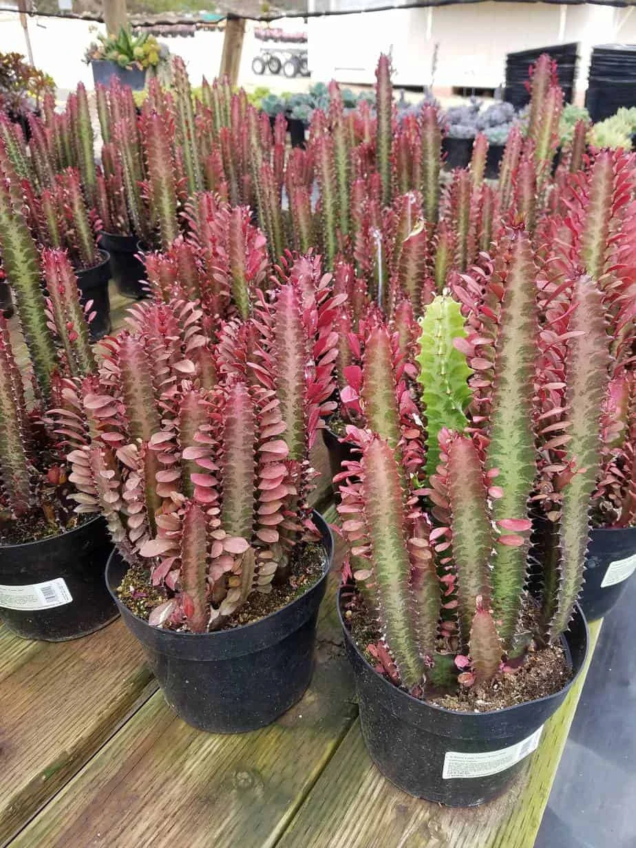 Mature Royal Red | Good Luck Plant