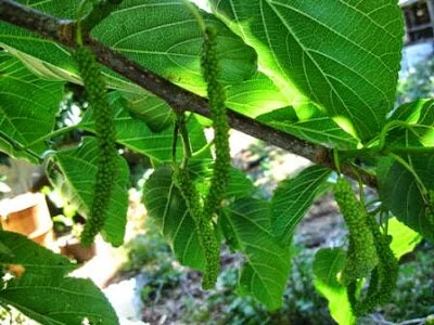 White Mulberry Tree - Image 3
