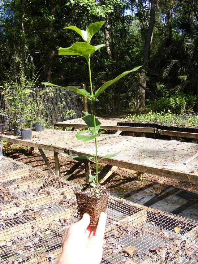 Dogwood White Flowering Seedling - Image 2