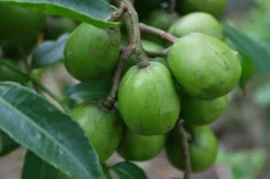 June Plum Tree Seedling