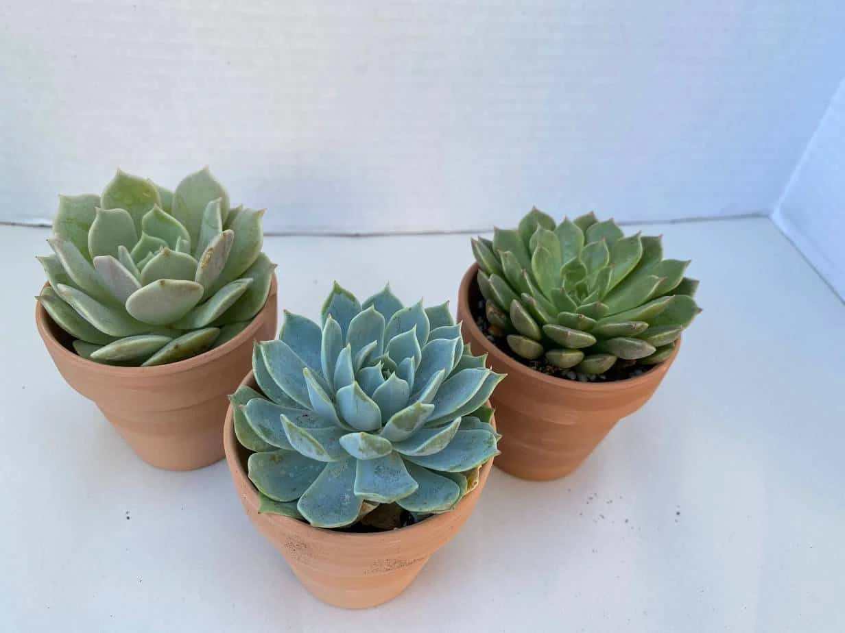 Group Of Three Small Succulents In Terra Cotta Pots | A Great Gift!!