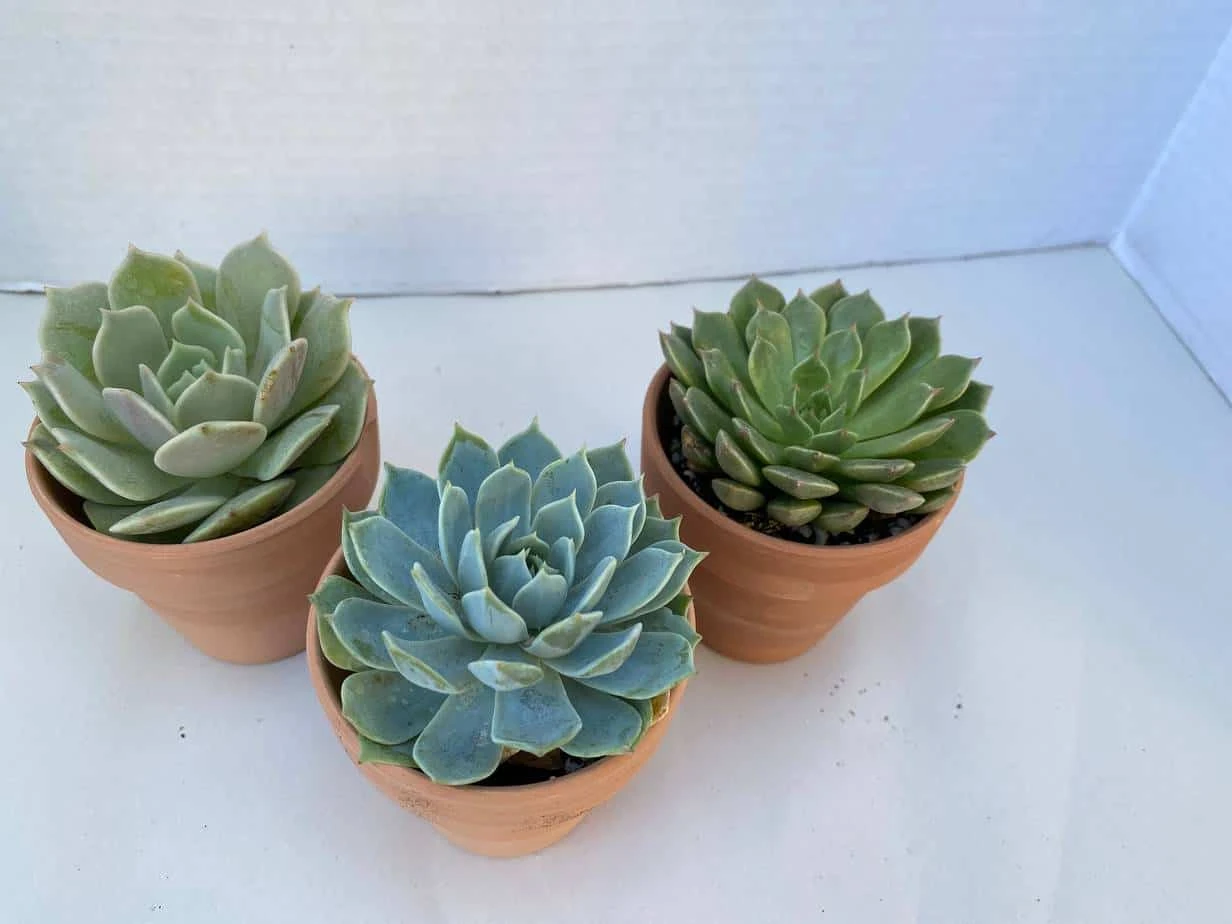 Group Of Three Small Succulents In Terra Cotta Pots | A Great Gift!! - Image 2