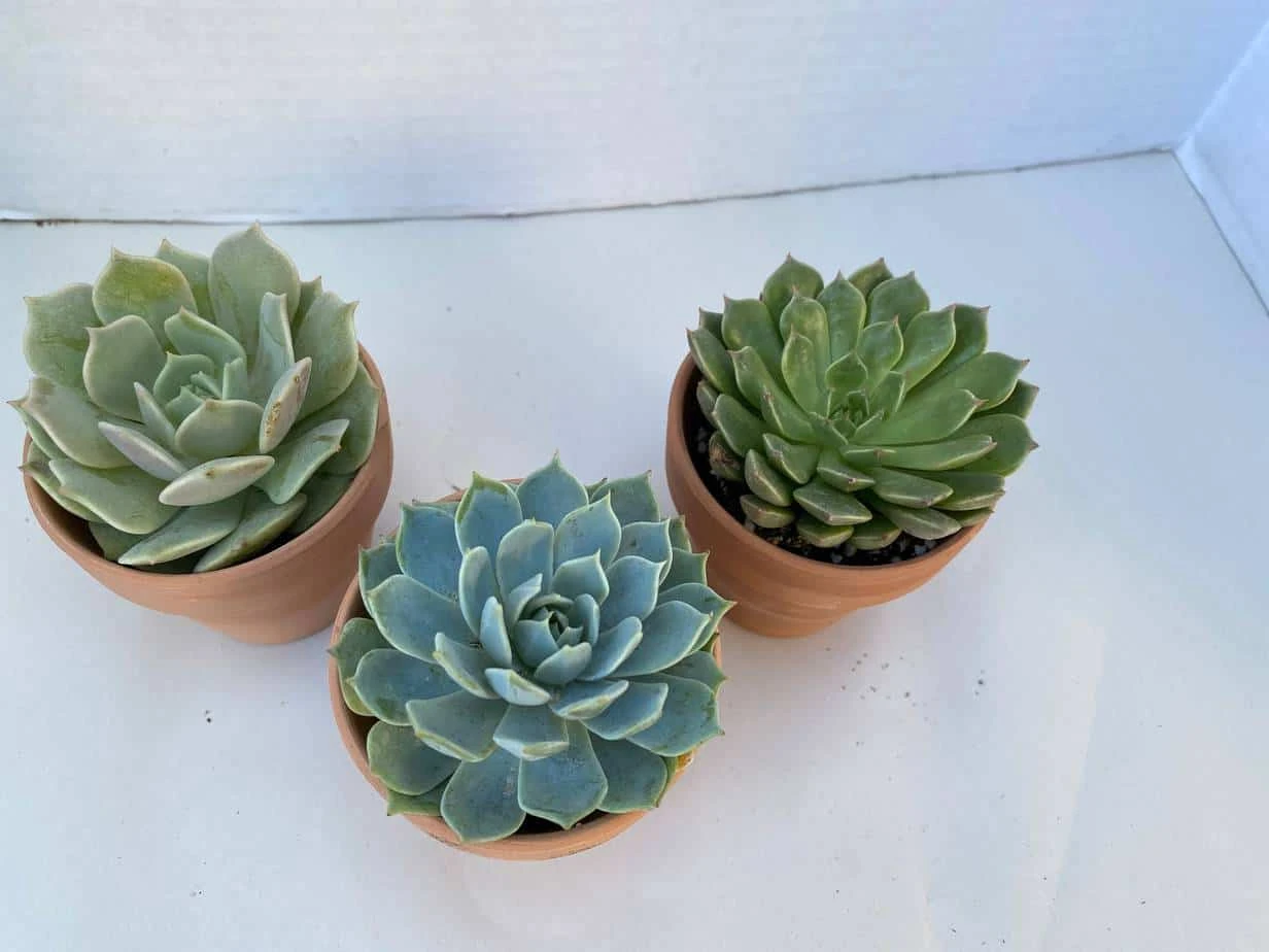 Group Of Three Small Succulents In Terra Cotta Pots | A Great Gift!! - Image 3